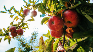 В Алматинской области возрождают знаменитый Апорт